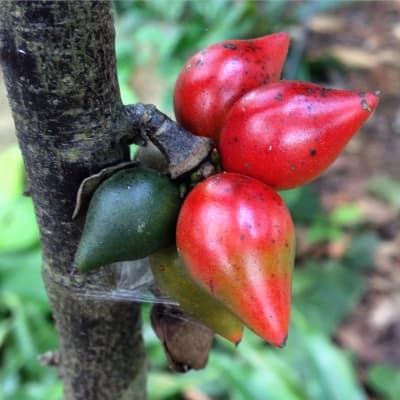 Goniothalamus macrophyllus