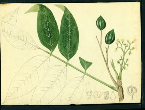 Tetragastris balsamifera