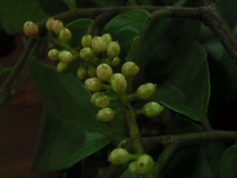 Antidesma membranaceum