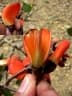 Erythrina falcata