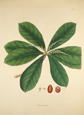 Terminalia procera