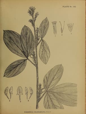 Flemingia grahamiana