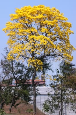 Handroanthus guayacan
