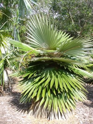 Coccothrinax borhidiana