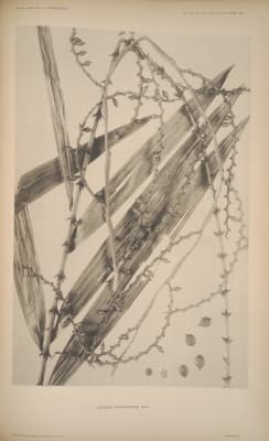 Calamus didymocarpus