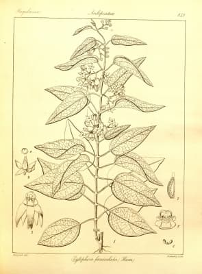 Tylophora fasciculata