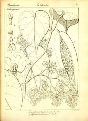 Marsdenia tenacissima