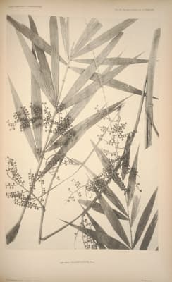 Calamus microsphaerion