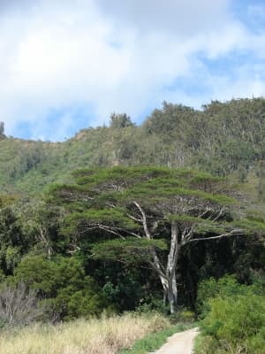 Falcataria moluccana