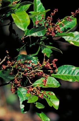 Canarium australasicum