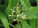 Hedychium spicatum