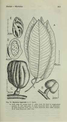Myristica kajewskii