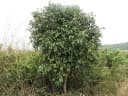 Syzygium guineense