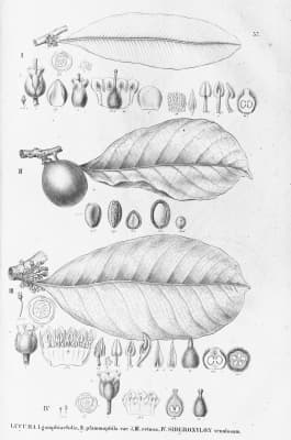 Pouteria psammophila