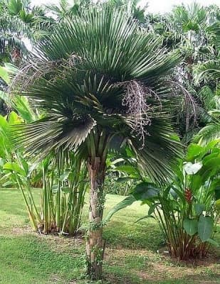 Copernicia brittonorum