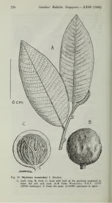 Myristica womersleyi
