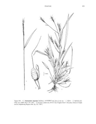 Ischaemum rugosum