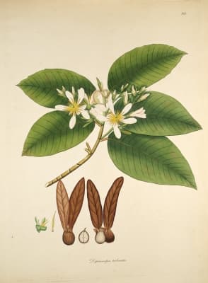 Dipterocarpus turbinatus