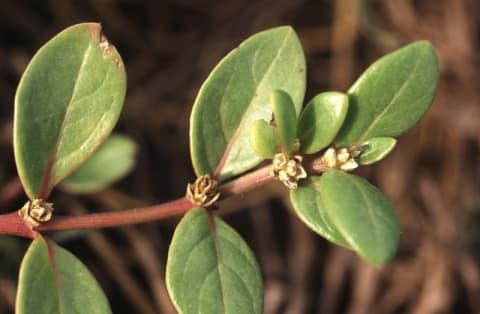 Alternanthera littoralis