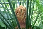 Cycas circinalis