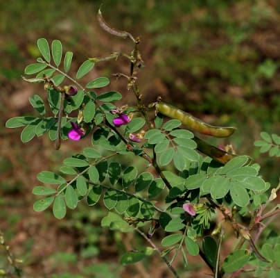 Tephrosia purpurea