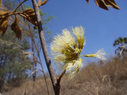 Albizia greveana