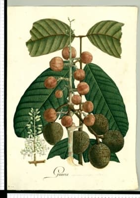 Dysoxylum macrocarpum
