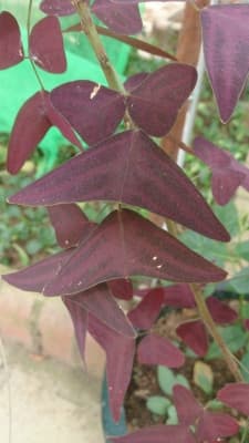 Christia vespertilionis