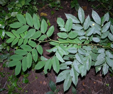 Distemonanthus benthamianus