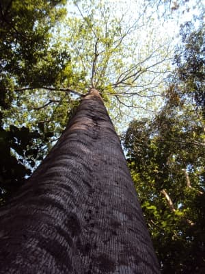 Pterocymbium tinctorium