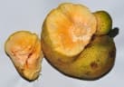 Artocarpus lacucha