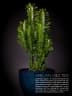 Euphorbia trigona