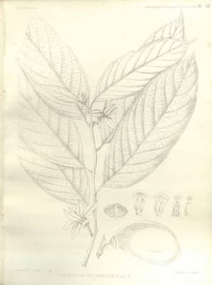 Cyathocalyx zeylanicus