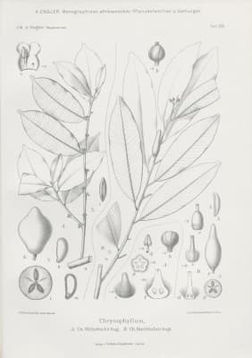 Chrysophyllum welwitschii