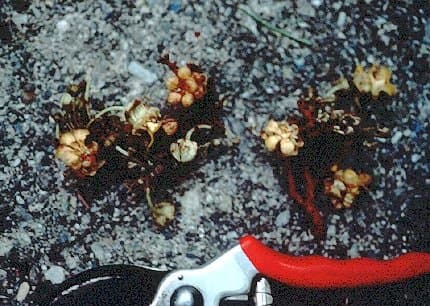 Theobroma cirmolinae