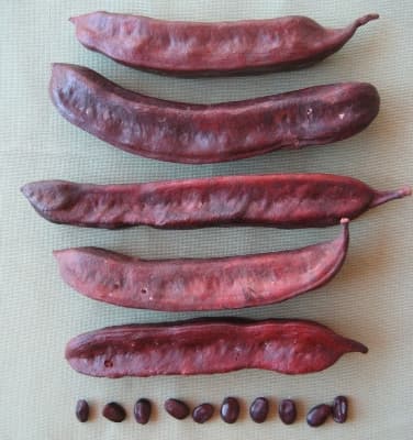 Amblygonocarpus andongensis