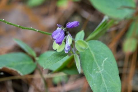 Polygala costaricensis