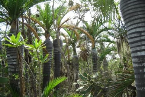 Pseudophoenix ekmanii