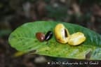 Chrysophyllum gonocarpum