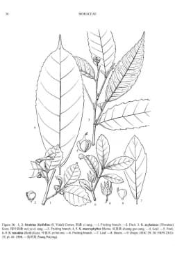 Streblus taxoides