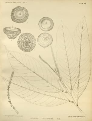 Lithocarpus cyclophorus