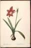 Hippeastrum puniceum
