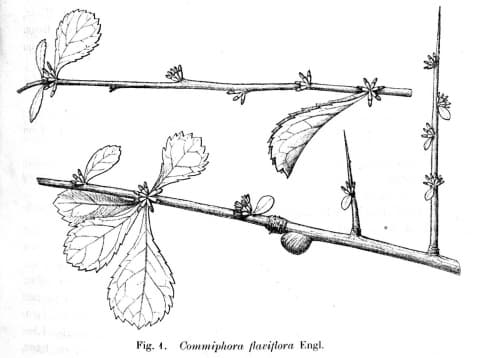 Commiphora kua