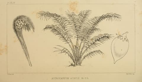 Astrocaryum acaule