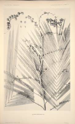 Calamus burckianus