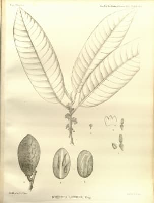 Myristica lowiana