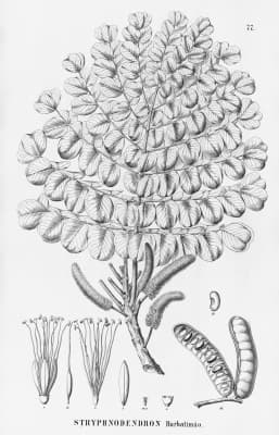 Stryphnodendron obovatum