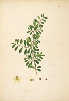 Erythroxylum monogynum