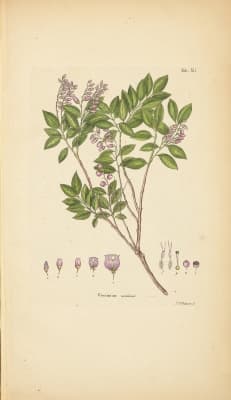 Vaccinium meridionale