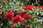 Callistemon citrinus